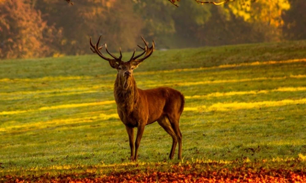 Τσεχία: Ψάχνουν ελάφι μου "έκλεψε" την καραμπίνα κυνηγού!